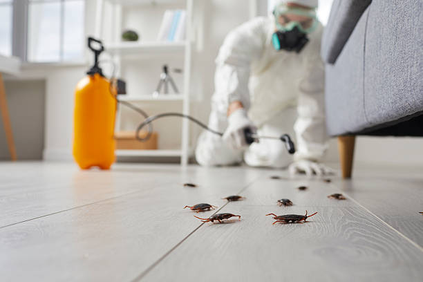 Post-Treatment Bed Bug Interceptor Monitoring in Minot